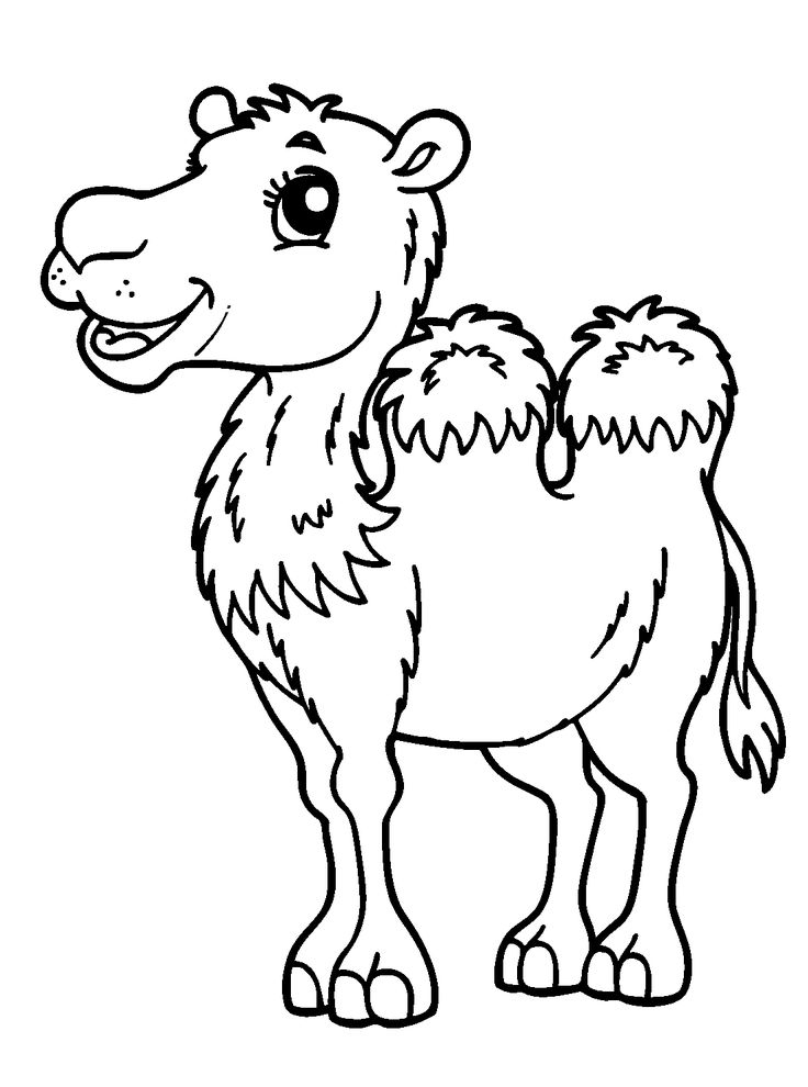Camel